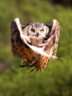 полет, птица, крылья, сова, owl, размытость, bird