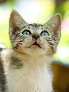 фон, полосатый, блики, котенок, взгляд