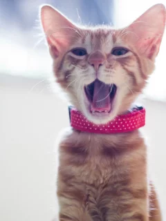  ошейник, зевает, котёнок, рыжий