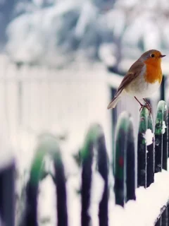 снег, забор, зима, птица