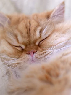 кошка, кот, кошак, отдых
