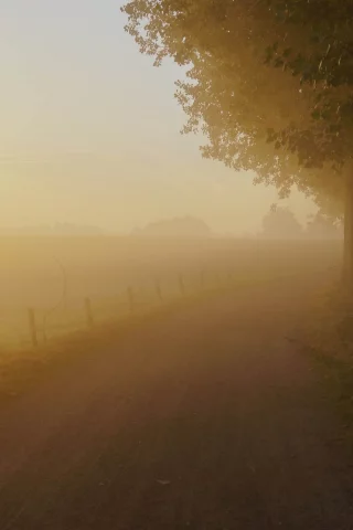 природа, листья, деревья, листочки, пейзаж, дерево