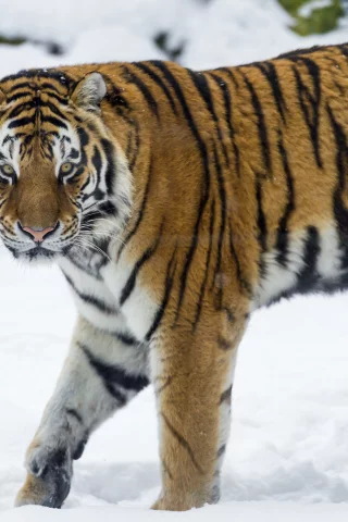 хищник, кошка, зима, снег, амурский тигр, тигр