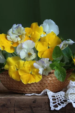 ракушка, анютины глазки