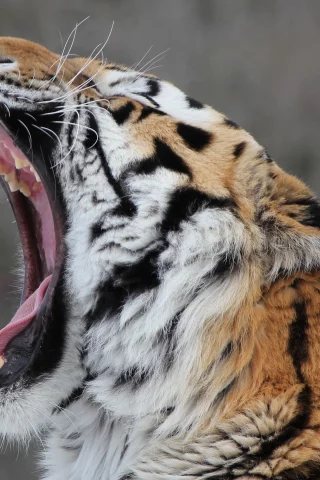 амурский тигр, дикая кошка, морда, профиль, хищник
