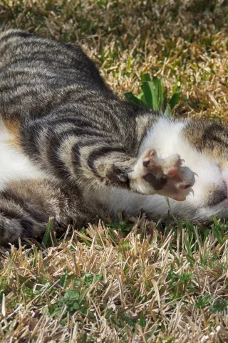 трава, киса, коте, кот, кошка