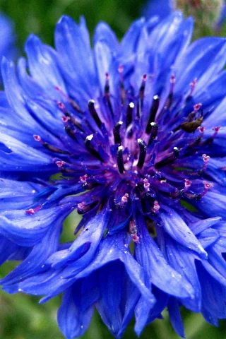 синий, цветок, cornflower, василек, голубой, centaurea, васильки