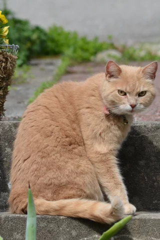 цветы, кот, взгляд, корзина, рыжий, ступени