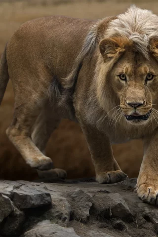 лев, походка, камни