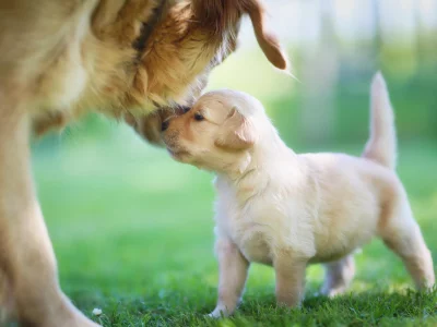 мама, golden retriever, щенок