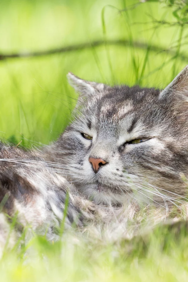 кот, кошак, котяра, лежит, травка