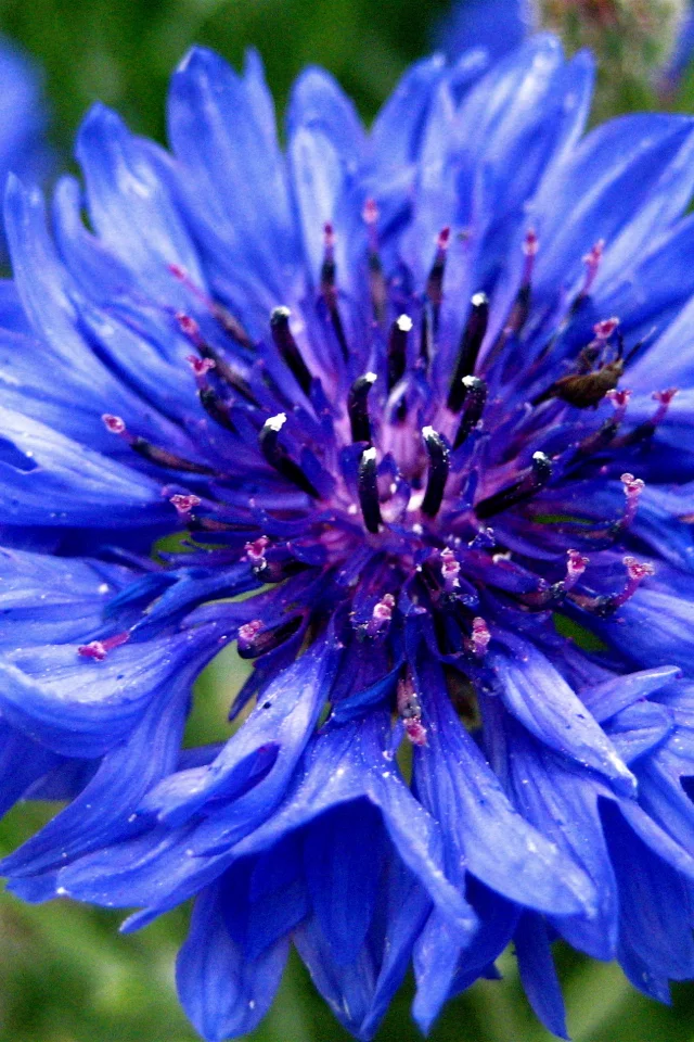 синий, цветок, cornflower, василек, голубой, centaurea, васильки