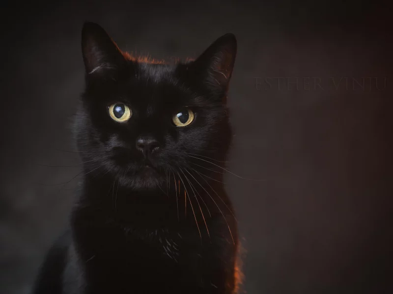 кот, взгляд