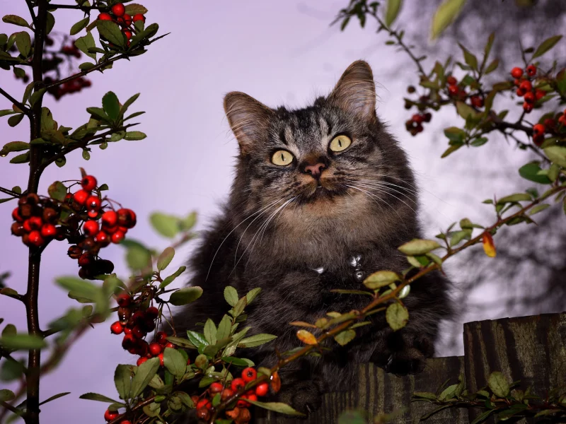 кот, взгляд