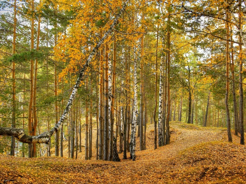 осень, лес, березы