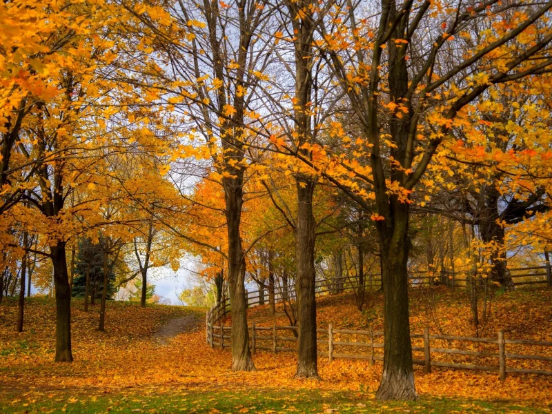 colorful, colors, road, листья, trees, nature, walk, fall, leaves, path, park, forest, autumn