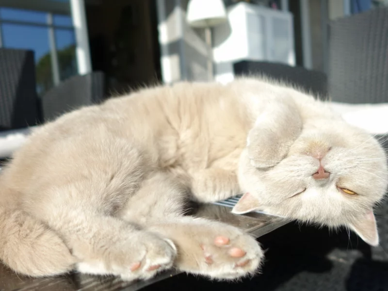 кот, поза