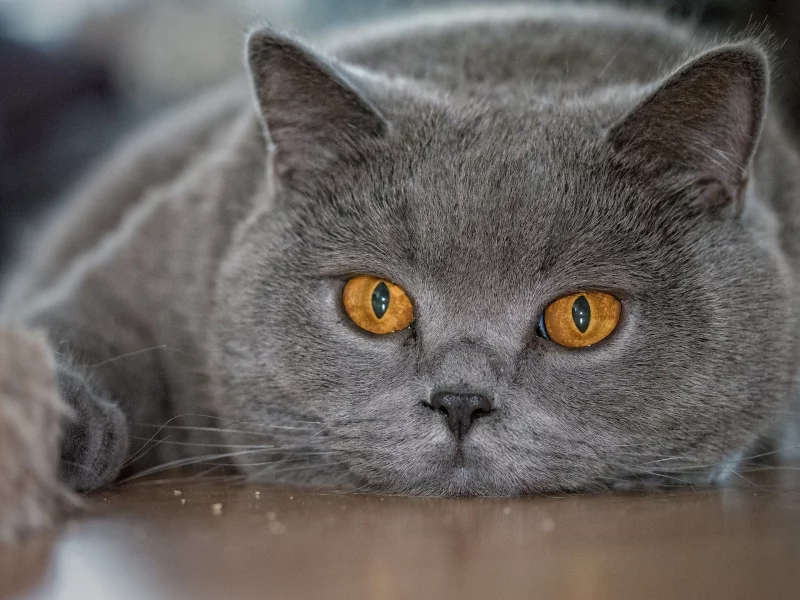 Британская короткошёрстная, британец, кот, морда, глаза, взгляд