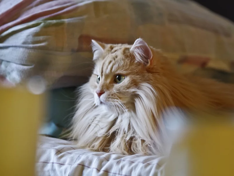 рыжий, пушистый, кот, кошка, лежит