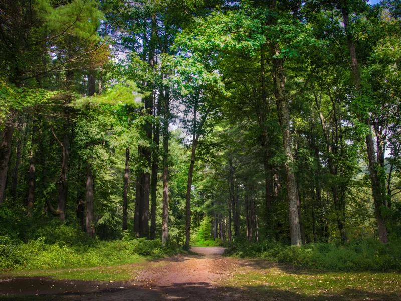 деревья, лес