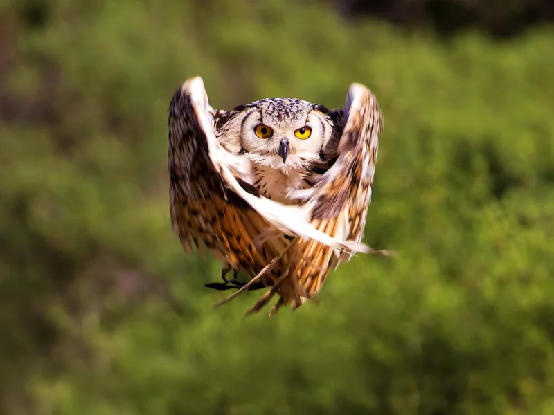 полет, птица, крылья, сова, owl, размытость, bird