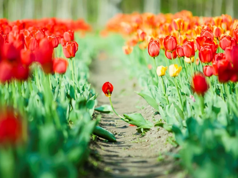 фон, flowers, цветы, листья, тюльпаны, красный, зеленый