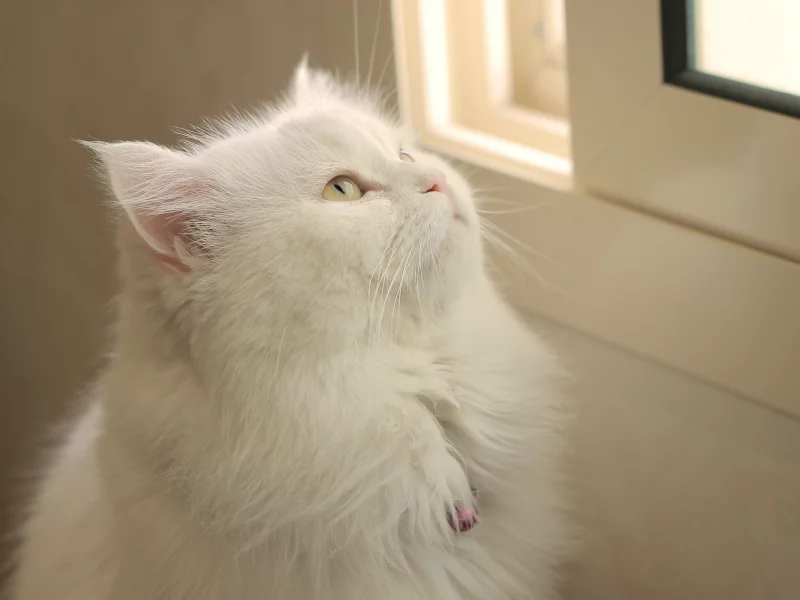 кошка, кот, кошак, взгляд, фон