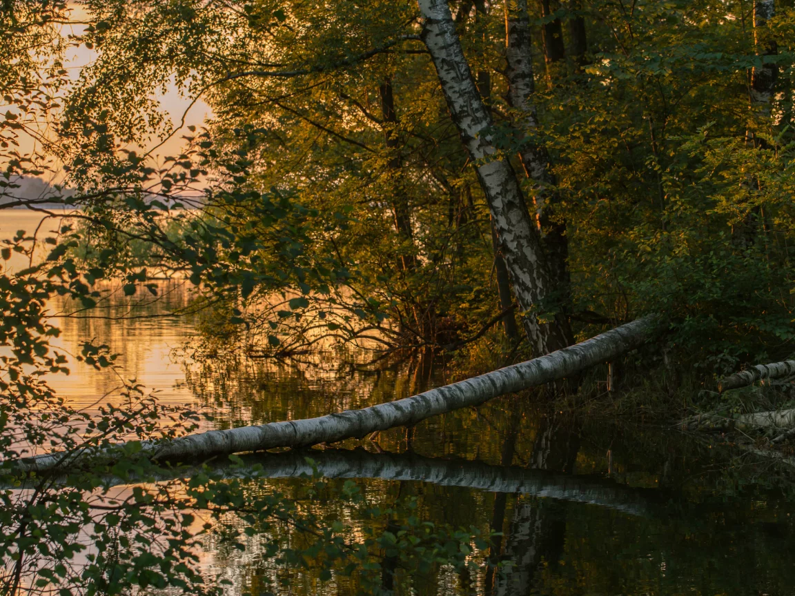 река, лес, закат