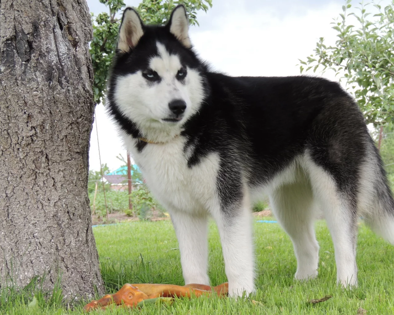 хаска, сибирский хаски, лето, голубые глаза, husky, арни