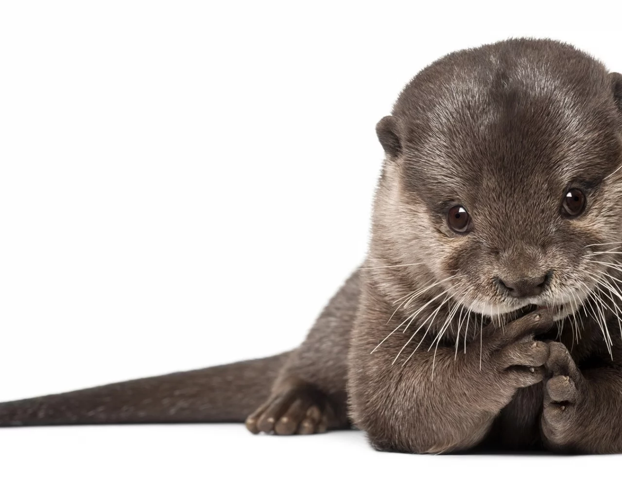 выдра, млекопитающие, хищник, otter, мех