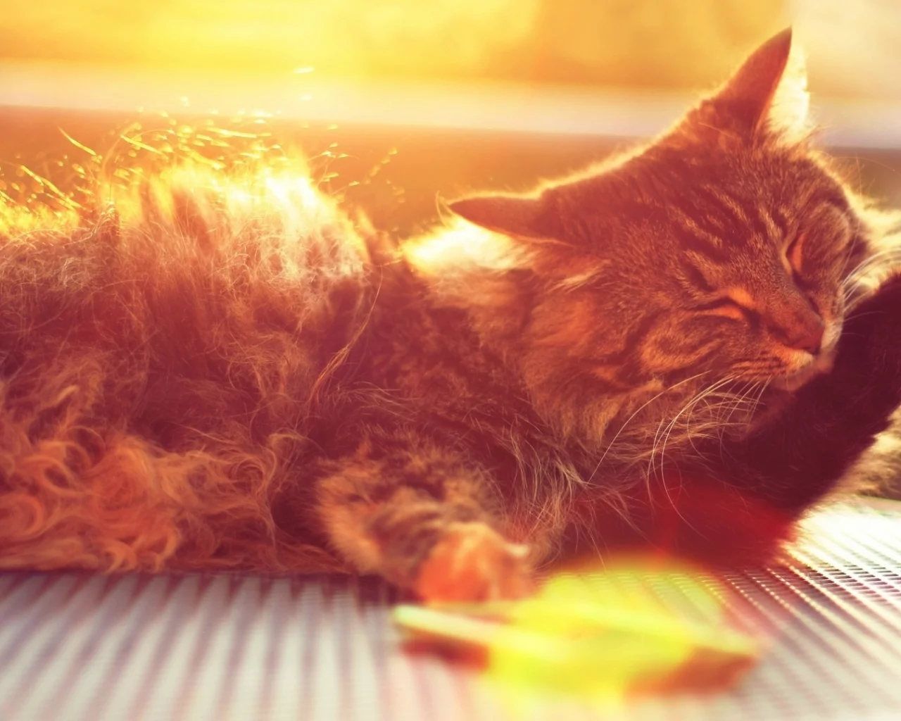 кот, лапка, шерсть, кошки, кошка, лапа, морда, солнце
