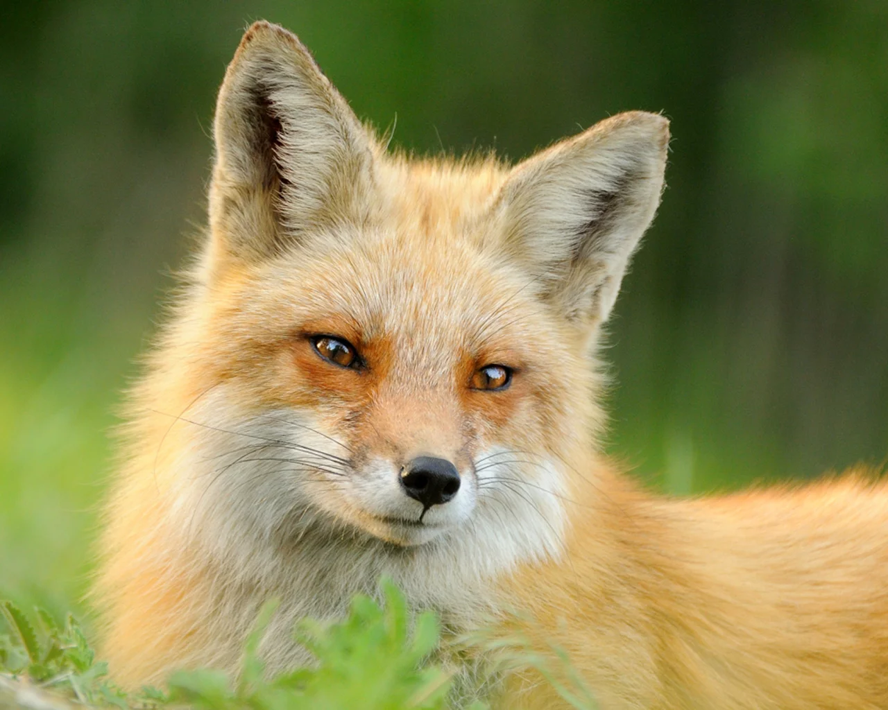 шерсть, животное, морда, трава, лиса, рыжая, лето, fox