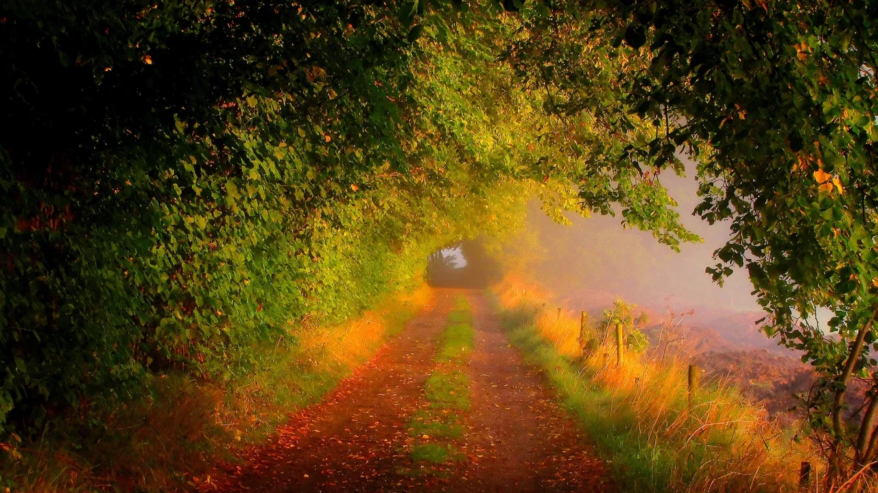 forest, road, nature, trees, fall, walk, field, path, colors, colorful, leaves, autumn