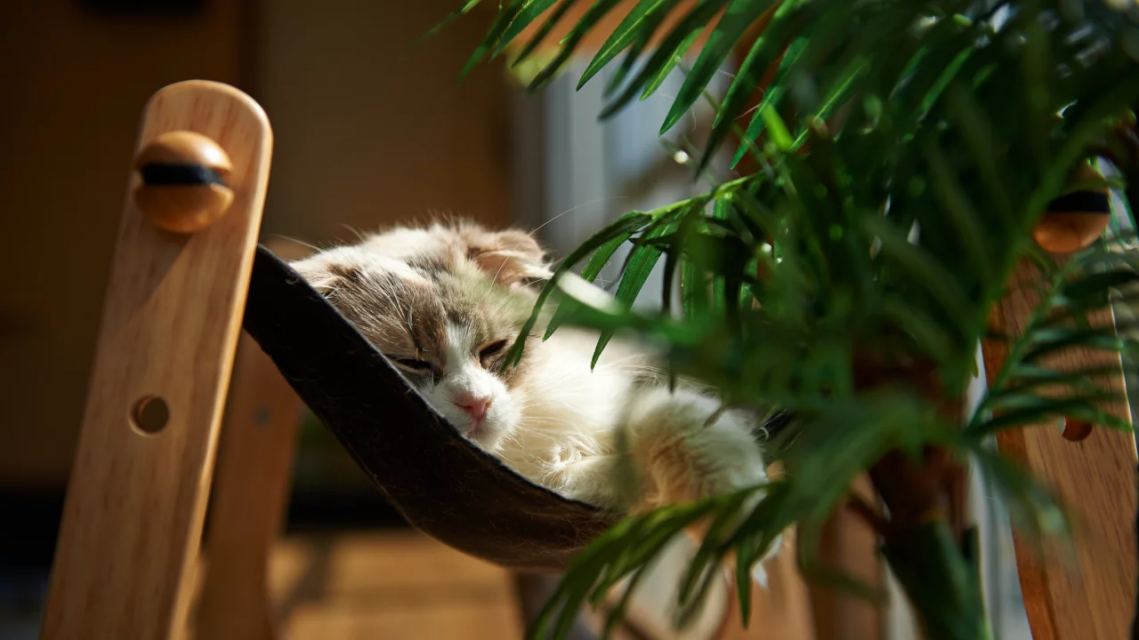 кошка, комната, лежа, растение, кот
