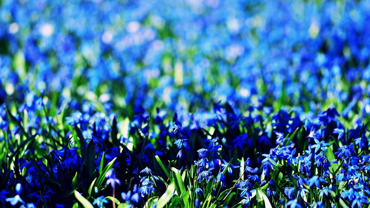 blue, flowers, цветочки, голубые, цветы, фон, обои, поле, синие