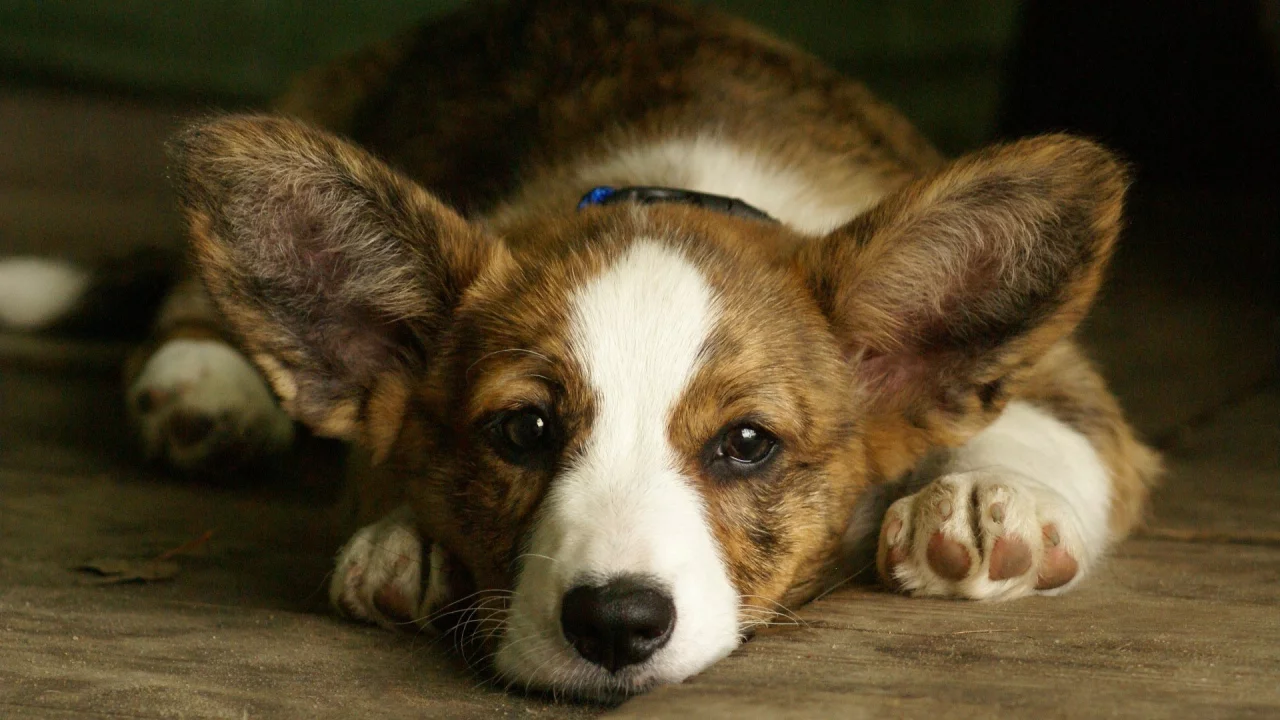 вельш корги, welsh corgi, уши, морда, собака, фон