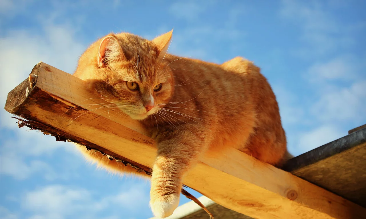 кот, взгляд