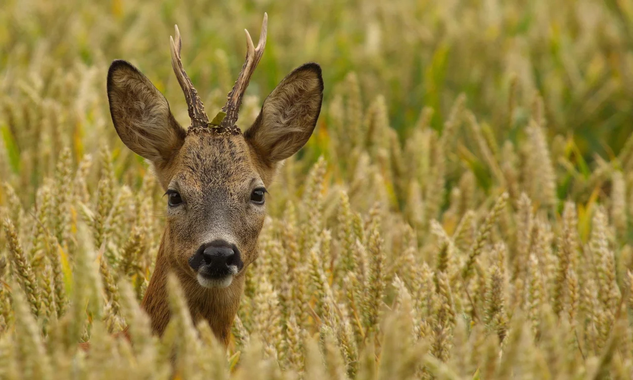 Roebuck, самец, косуля