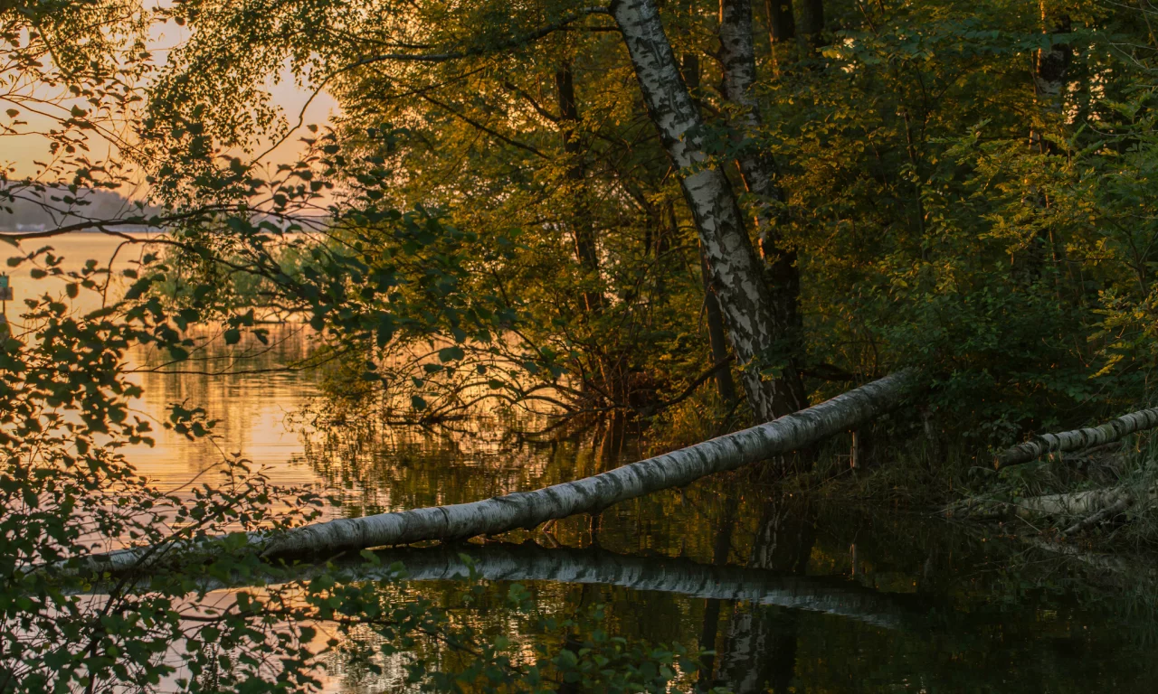 река, лес, закат