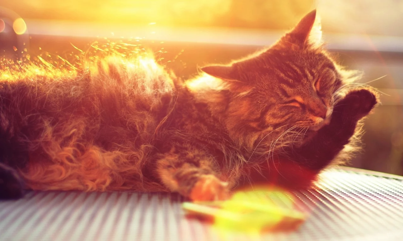 кот, лапка, шерсть, кошки, кошка, лапа, морда, солнце