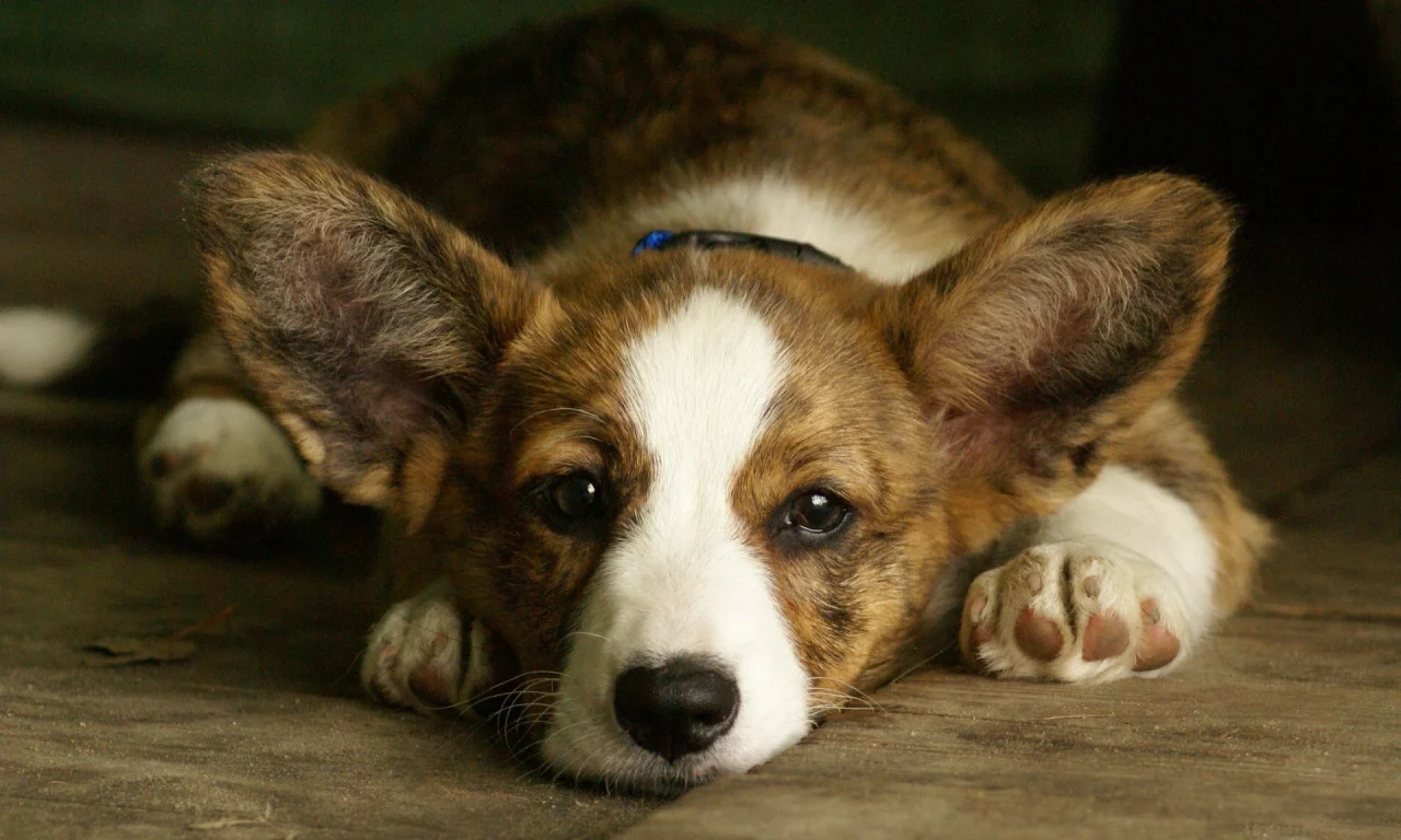 вельш корги, welsh corgi, уши, морда, собака, фон