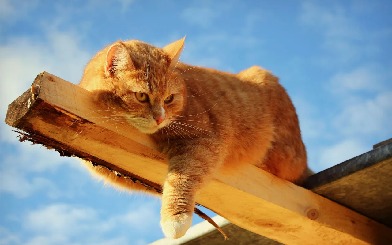 кот, взгляд