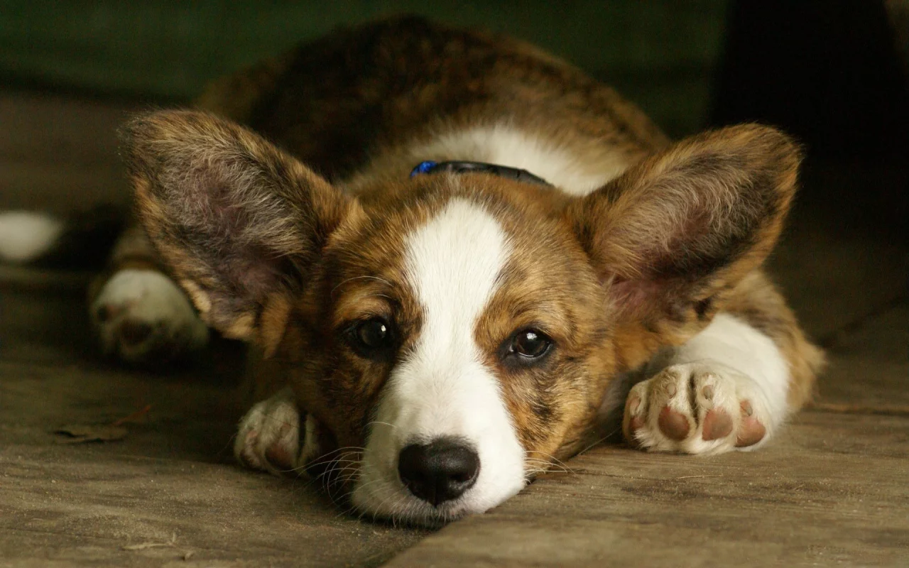 вельш корги, welsh corgi, уши, морда, собака, фон