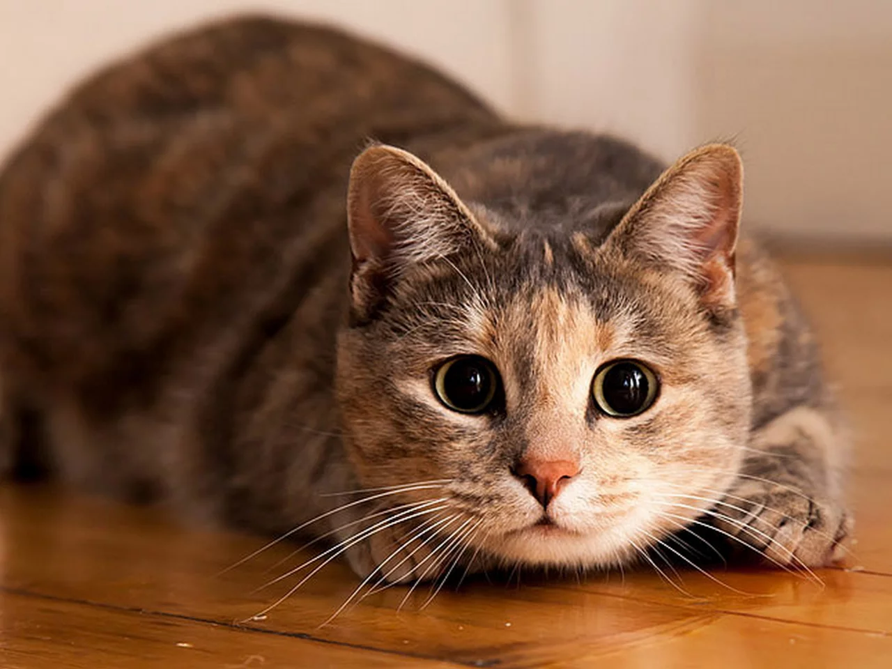 кот, взгляд, глаза