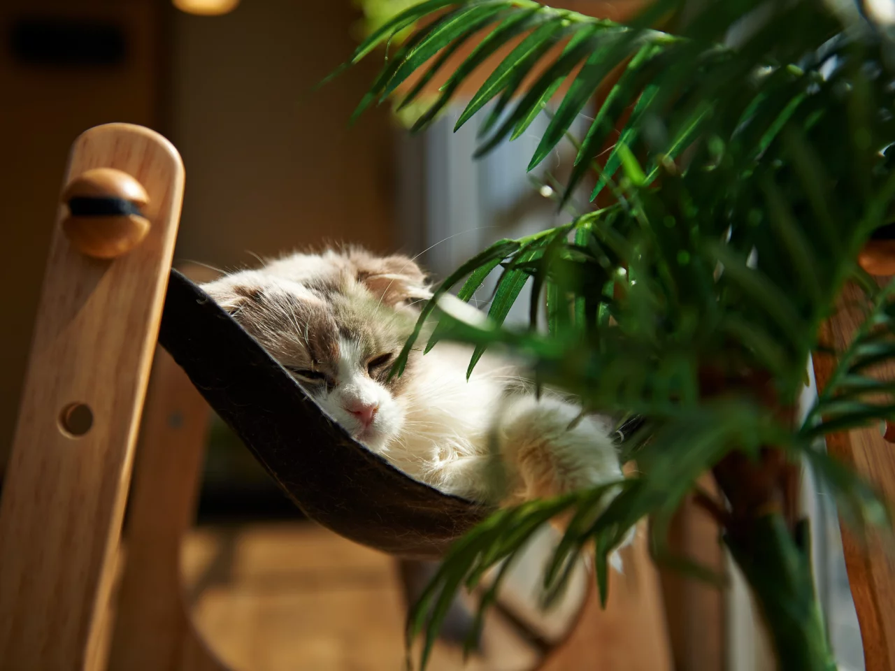 кошка, комната, лежа, растение, кот