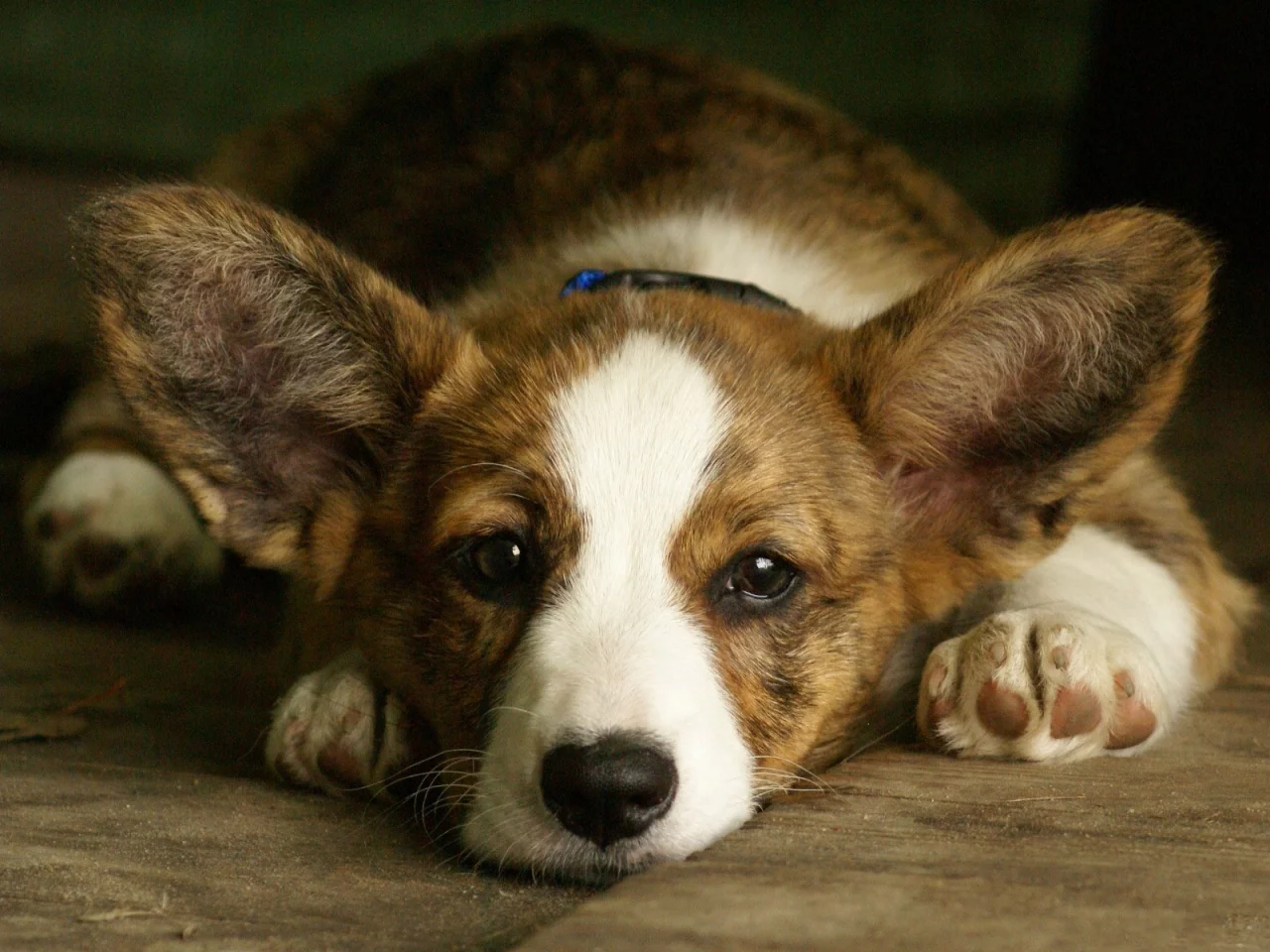 вельш корги, welsh corgi, уши, морда, собака, фон