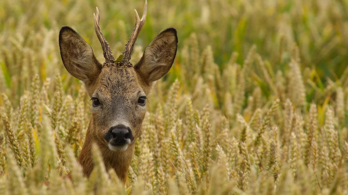 Roebuck, самец, косуля