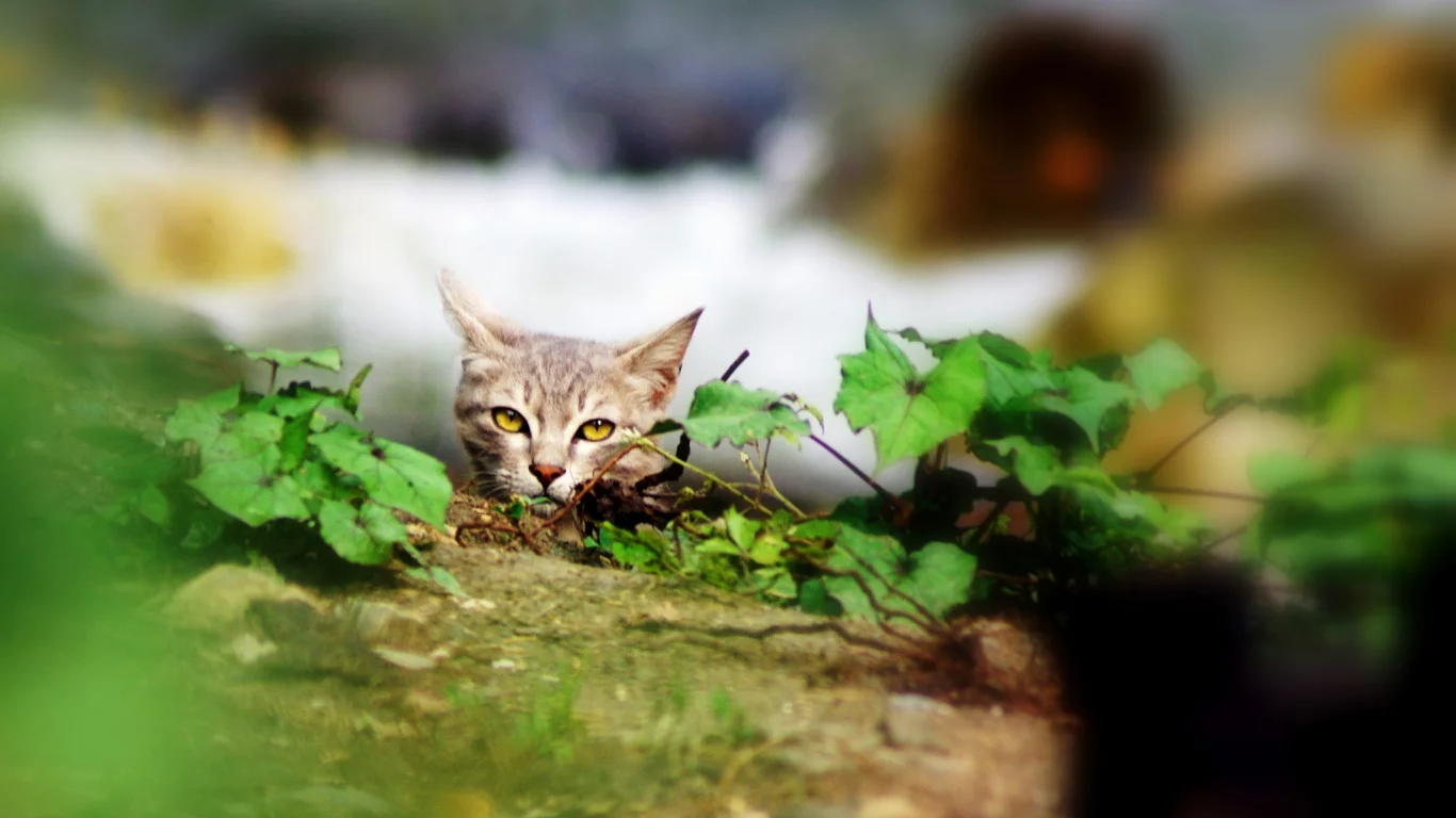 взгляд, листья, растения, кошка, укрытие, серая