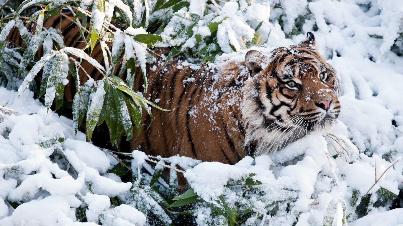 animals, кошки, тигры
