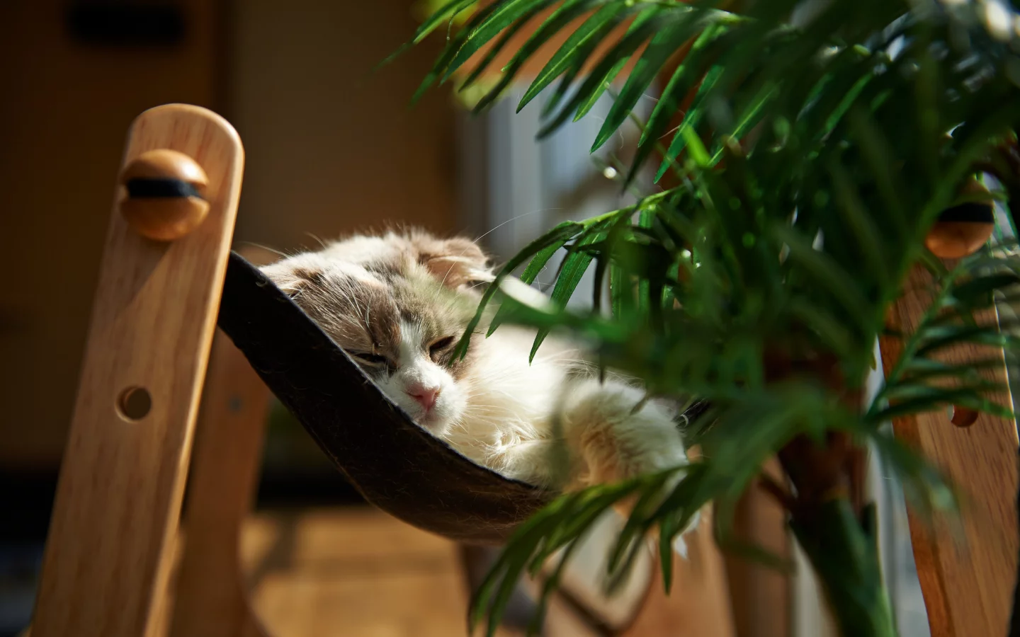 кошка, комната, лежа, растение, кот